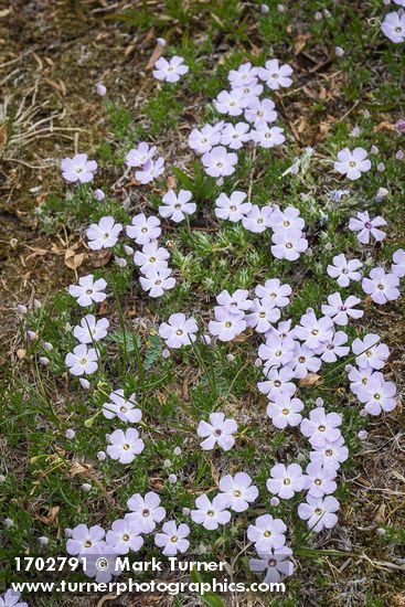 Spreading Phlox