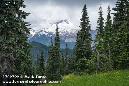 Subalpine Firs frame meadow w/ Glacier Lilies