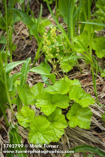 Brewer's Bishop's Cap