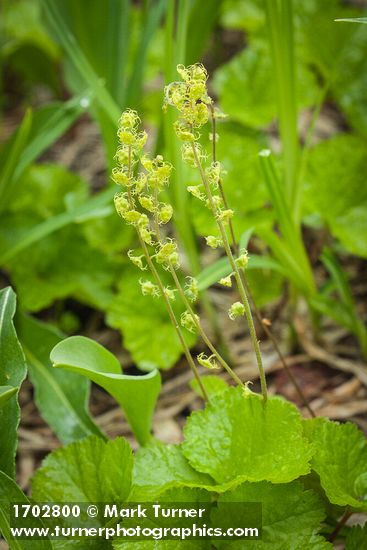 Brewer's Bishop's Cap