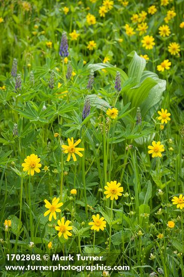 Mountain Arnica