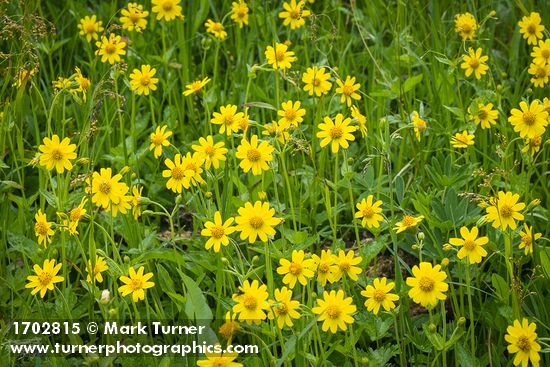 Mountain Arnica