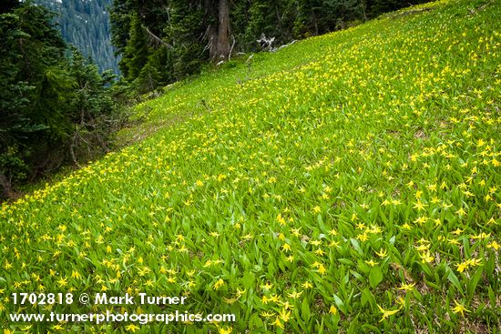 Glacier Lilies in hillside meadow