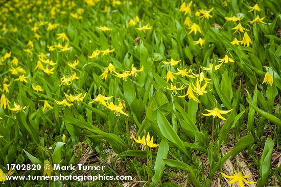 Glacier Lilies