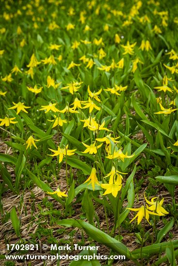 Glacier Lilies