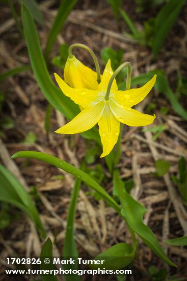 Glacier Lily blossom w/ raindrops