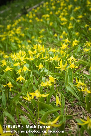 Glacier Lilies