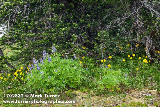 Broadlearf Lupines & Mountain Arnica at base of Subalpine Fir