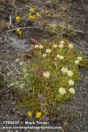 Sulphur Eriogonum