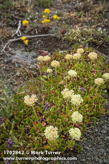 Sulphur Eriogonum