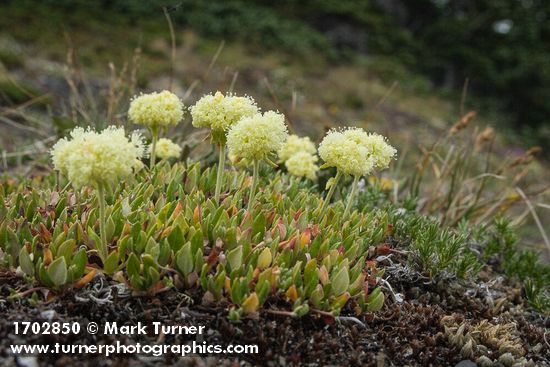 Sulphur Eriogonum