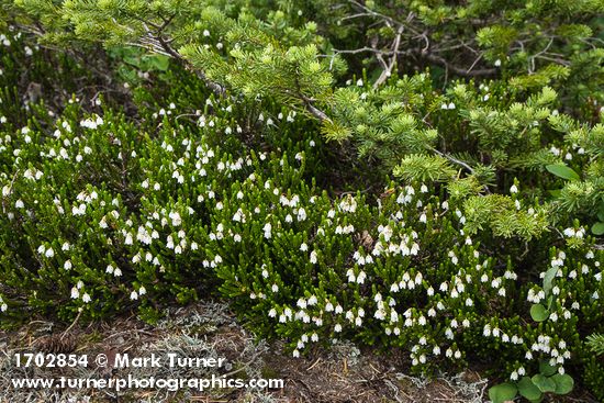 White Heather at base of Subalpine Fir