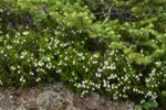 White Heather at base of Subalpine Fir