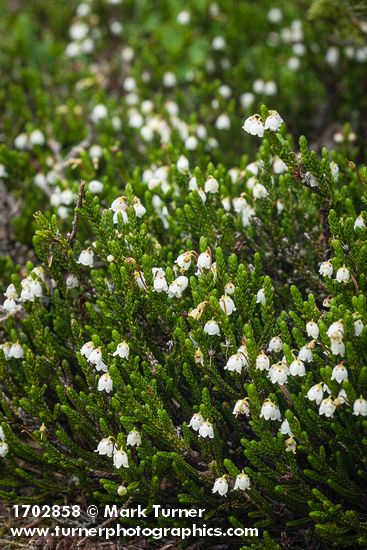 White Heather