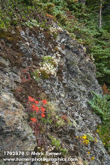 Cliff Paintbrush, Spotted Saxifrage, Lanceleaf Stonecrop on lichen-encrusted rock face