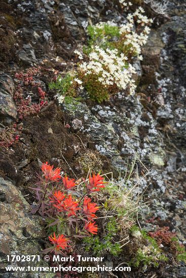 Cliff Paintbrush w/ Spotted Saxifrage soft bkgnd
