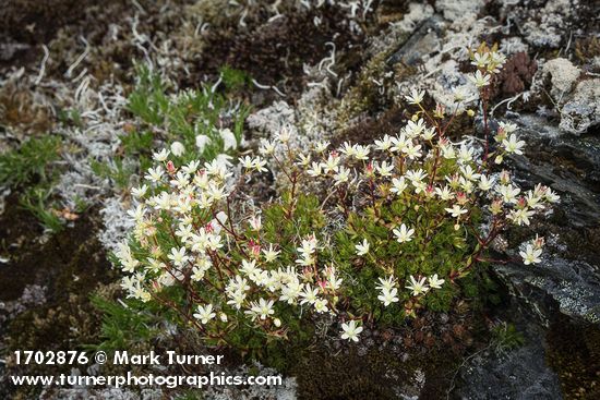 Spotted Saxifrage