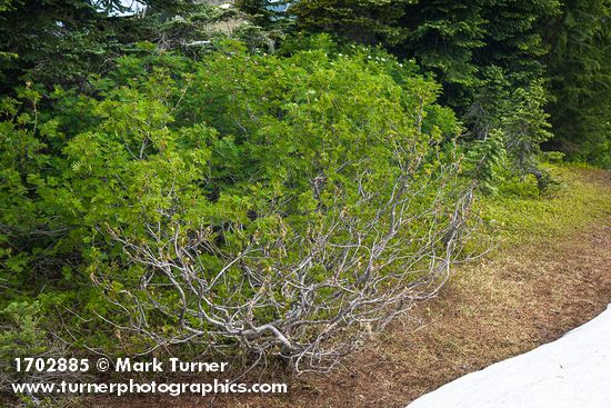 Sitka Mountain Ash leafing out and blooming next to melting snow
