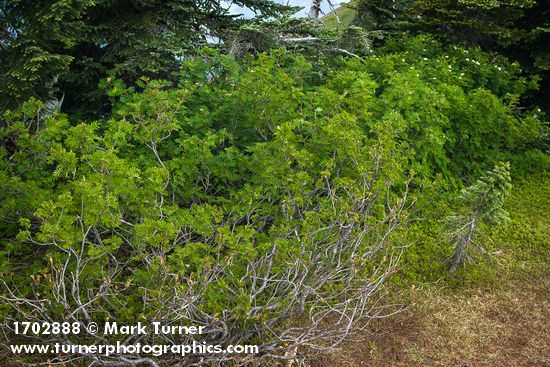 Sitka Mountain Ash leafing out and blooming