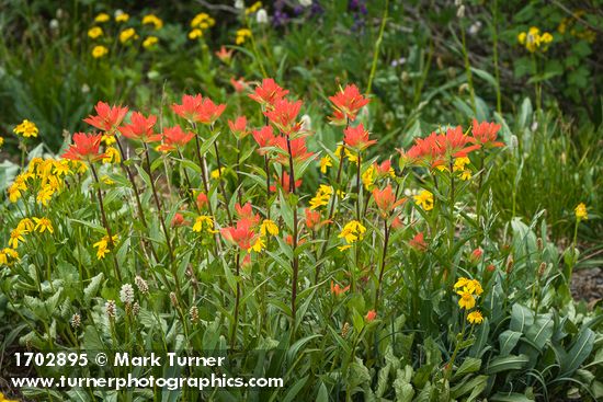 Giant Red Paintbrush, Mountain Arnica, American Bistort