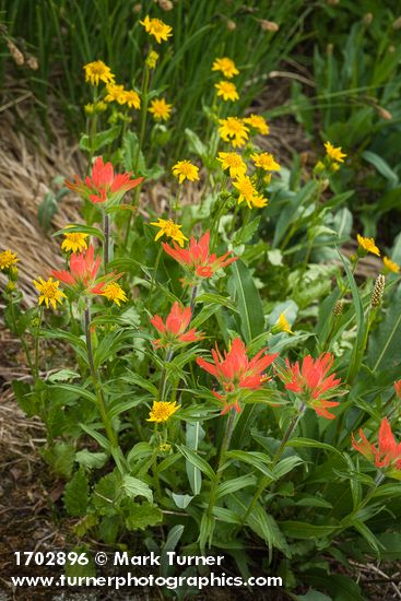 Giant Red Paintbrush w/ Mountain Arnica