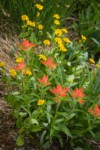 Giant Red Paintbrush w/ Mountain Arnica
