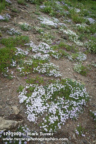 Spreading Phlox