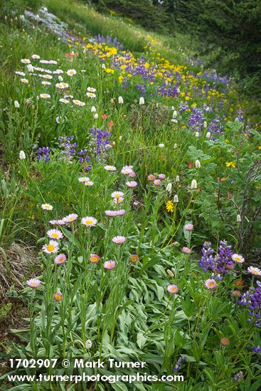 Wandering Daisies in meadow w/ Broadleaf Lupines & American Bistort