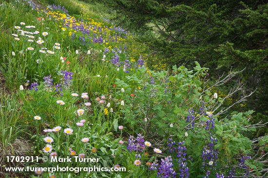 Wandering Daisies, Broadleaf Lupines, American Bistort, Mapleleaf Currant