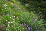 Wandering Daisies, Broadleaf Lupines, American Bistort, Mapleleaf Currant