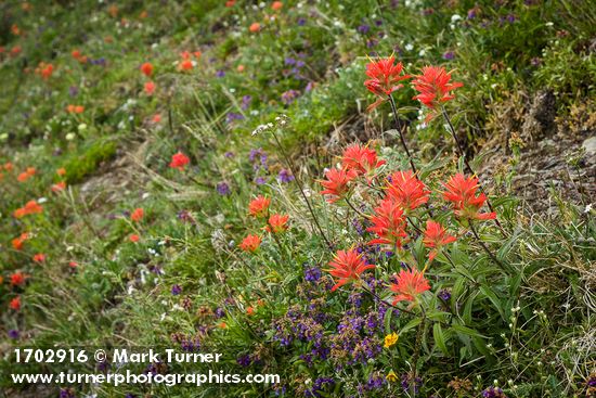 Giant Red Paintbrush, Small-flowered Penstemon in meadow