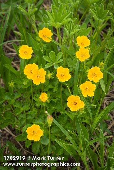Fan-leaf Cinquefoil