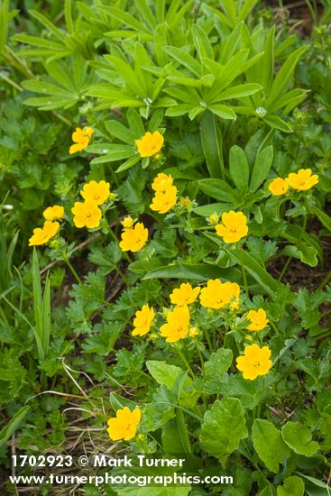 Fan-leaf Cinquefoil