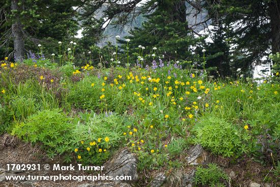 Mountain Arnica, Broadleaf Lupines, Sitka Valerian, Sickle-top Lousewort at base of Subalpine Firs