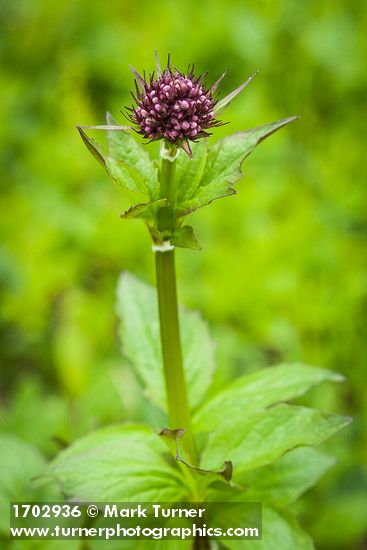 Sitka Valerian flower buds