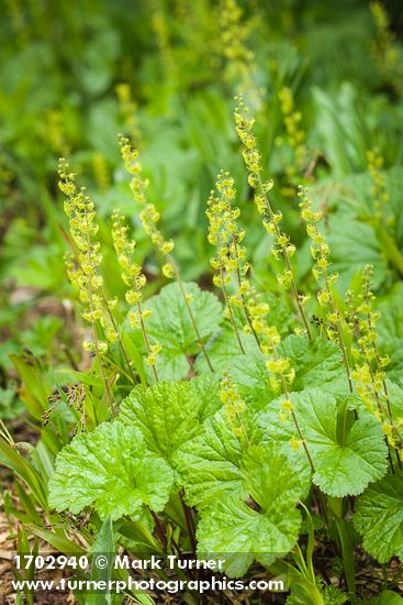 Brewer's Bishop's Cap