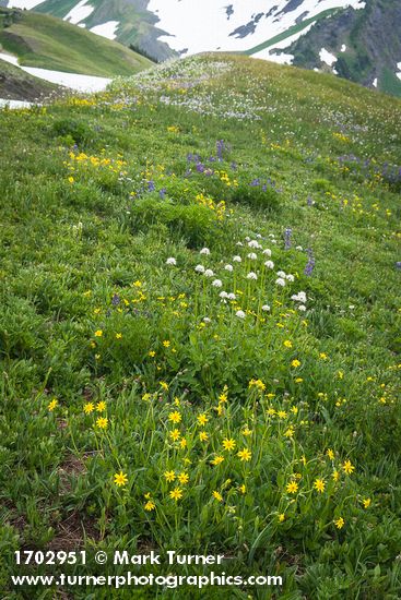 Mountain Arnica, Broadleaf Lupines, Sitka Valerian in meadow