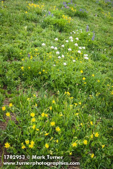 Mountain Arnica, Broadleaf Lupines, Sitka Valerian in meadow