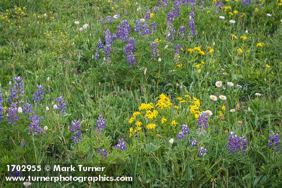 Mountain Arnica, Broadleaf Lupines, Wandering Daisies, American Bistort in meadow