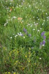 Wandering Daisies, Broadleaf Lupines, American Bistort, Sticky Cinquefoil in meadow