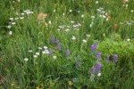 Wandering Daisies, Broadleaf Lupines, American Bistort, Giant Red Paintbrush, Showy Sedge in meadow