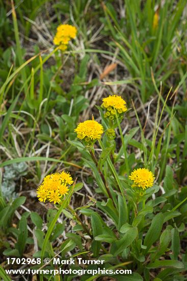 Alpine Goldenrod