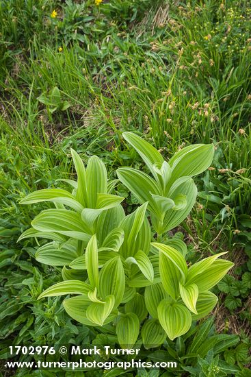 Green Corn Lily young foliage