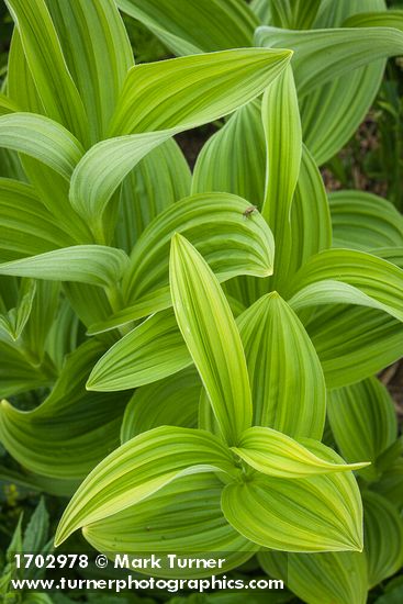 Green Corn Lily foliage