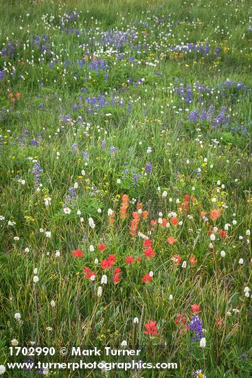 Giant Red Paintbrush, American Bistort, Wandering Daisies, Broadleaf Lupines in meadow