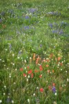 Giant Red Paintbrush, American Bistort, Wandering Daisies, Broadleaf Lupines in meadow