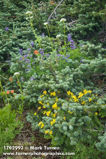 Mountain Arnica, Broadleaf Lupines, Sitka Valerian, Giant Red Paintbrush at base of Subalpine Fir