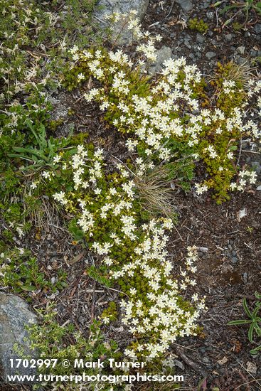 Spotted Saxifrage