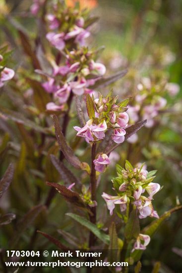 Sickletop Lousewort blossoms