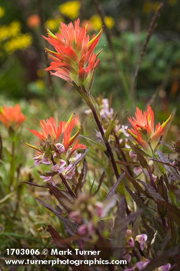 Giant Red Paintbrush w/ Sickletop Lousewort